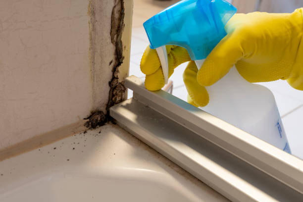 Best Basement Mold Remediation in Bridgman, MI