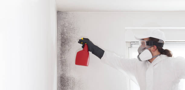Best Attic Mold Remediation in Bridgman, MI