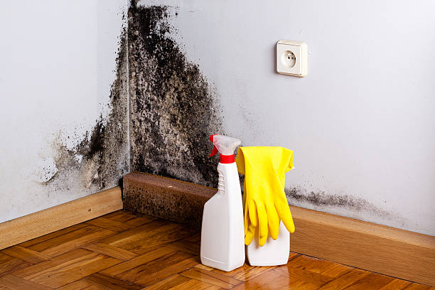 Best DIY Mold Remediation Support Services in Bridgman, MI