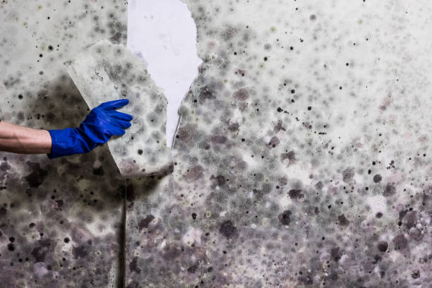 Best White Mold Remediation in Bridgman, MI